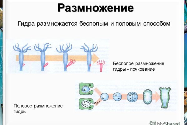 Кракен в россии наркотик