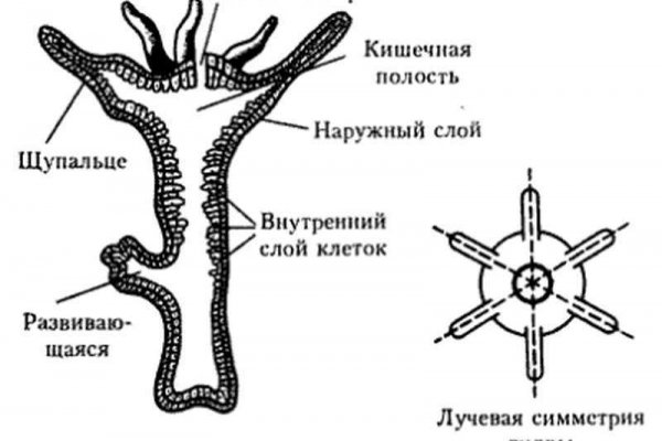 Vk5 at kraken